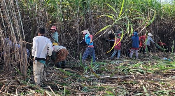 Nông dân Lào thu hoạch mía (ảnh nhân vật cung cấp).