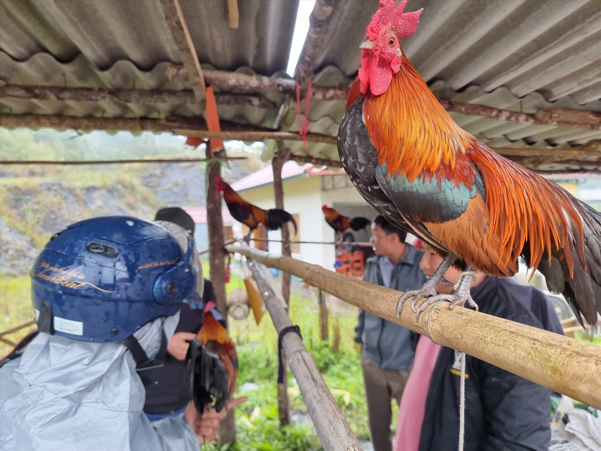 Tại đây có rất nhiều sản vật địa phương được buôn bán, trao đổi. Người dân mang gà rừng cảnh đã được thuần hóa đem bán, giá mỗi con khoảng 450 nghìn đồng.