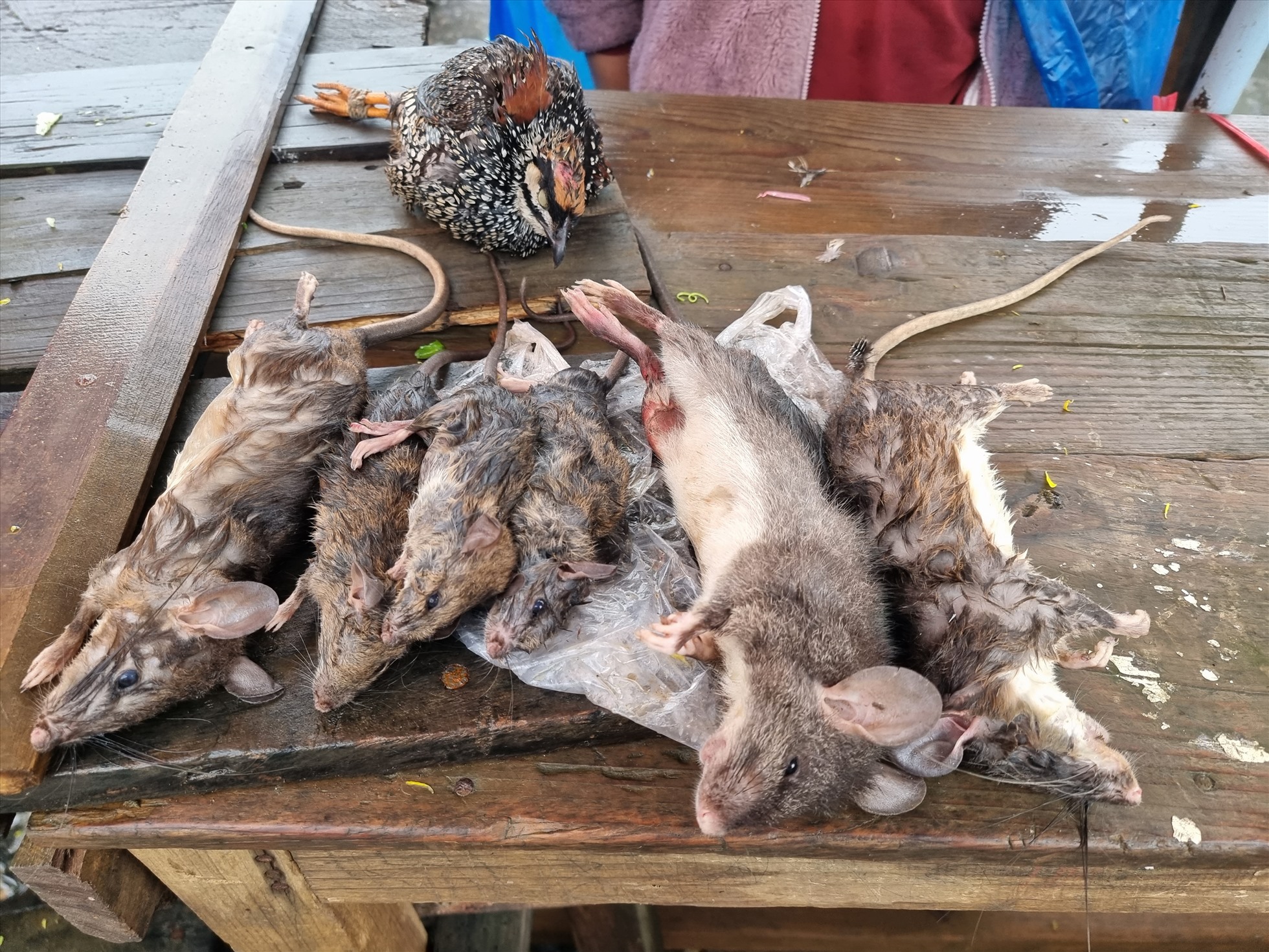 Bà con bắt, bẫy được một số chuột, dúi...rừng cũng đem ra chợ bán.